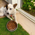 Custom dog and cat feeding bowl with personalized design, featuring a ceramic construction and colorful pattern.