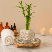 Indoor Garden Mother-Of-Pearl Plant Stand