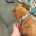 Handmade one-of-a-kind dog collar with colorful patterns and sturdy buckle, designed for a stylish and comfortable pet fit.