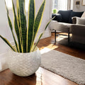 Luxurious scalloped planter with faux snake plant, modern decorative indoor plant container.