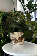 Handcrafted oyster shell relief planter with textured shell design, ideal for decorative indoor or outdoor plant display.