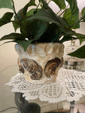 Handcrafted oyster shell relief planter with textured surface and natural coastal design, ideal for outdoor or indoor décor