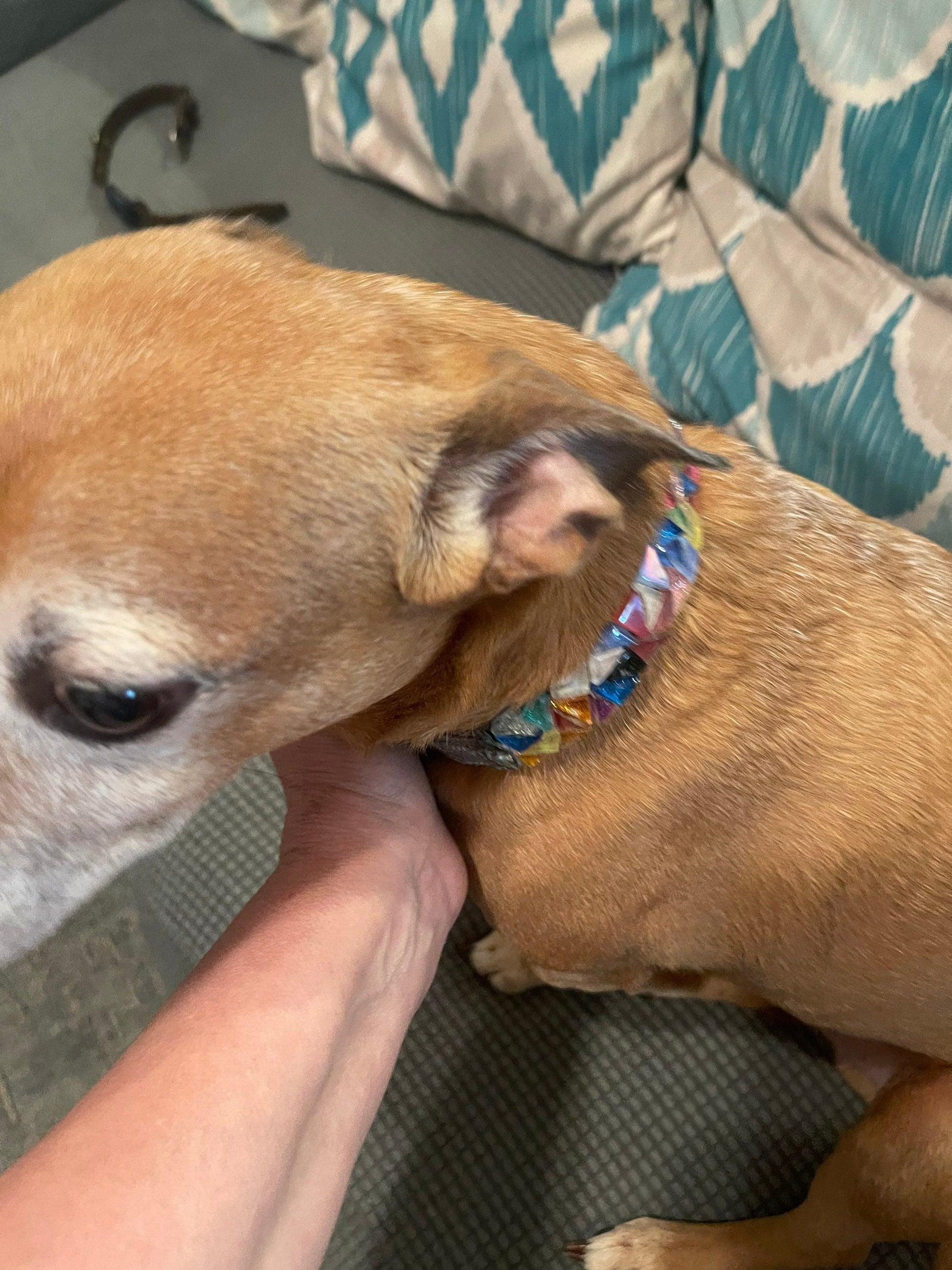 Handmade one-of-a-kind dog collar with colorful patterns and leather accents, designed for stylish and comfortable pet wear.