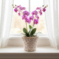 Handcrafted seashell mosaic plant pot with colorful shell patterns, ideal for indoor or outdoor decorative plants.