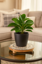 Indoor Garden Mother-Of-Pearl Plant Stand