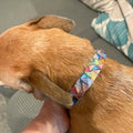 Handmade one-of-a-kind dog collar with intricate leather details and metal hardware, designed for stylish and unique pet accessories.