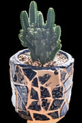 White broken china mosaic planter with intricate mosaic pattern, ideal for indoor or outdoor plant decoration.