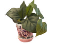 Handcrafted broken china mosaic planter with matching saucer, featuring colorful mosaic design and a sturdy base.