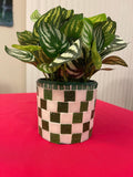 Modern green and white checkerboard mosaic herb planter with rectangular shape and decorative style.