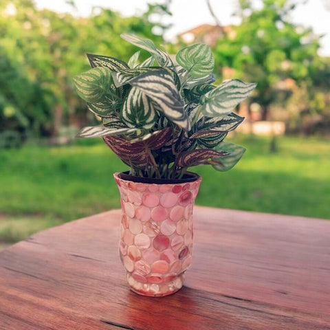 Mother of Pearl 6” Vase |Hurricane Lamp Vase|Handmade Vase | Mother of Pearl Planter